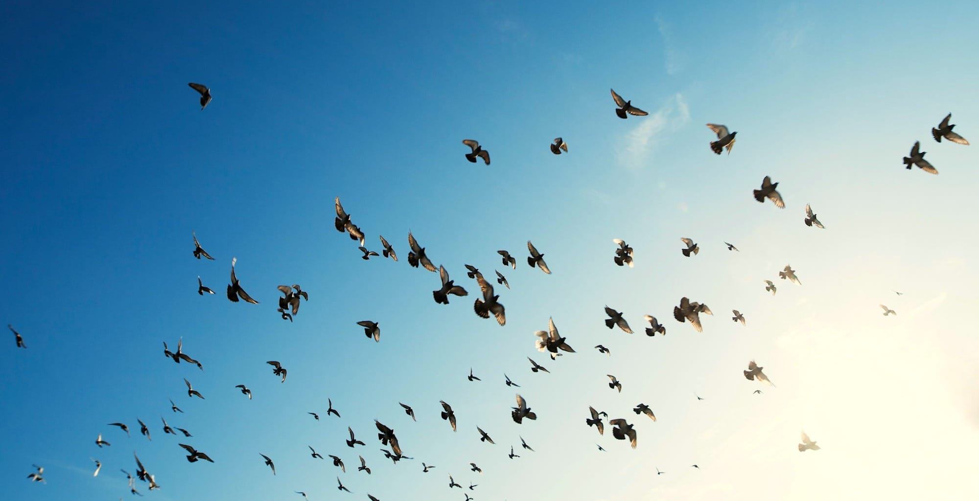 A group of birds flying high against a clear sky.